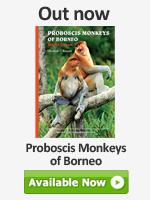 Proboscis Monkeys