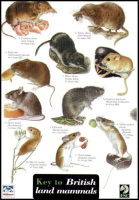 british mammals land key nhbs larger