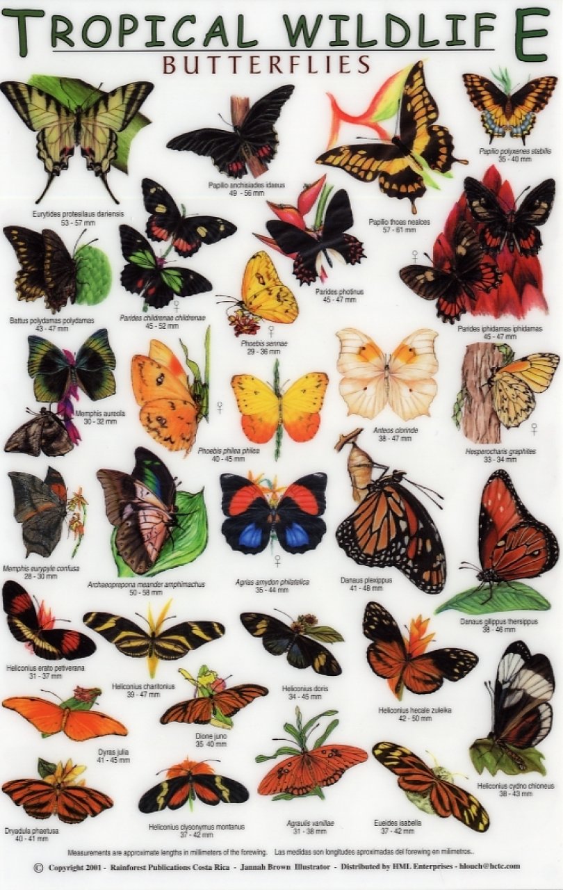 Tropical Wildlife Field Guide Butterflies [English ...