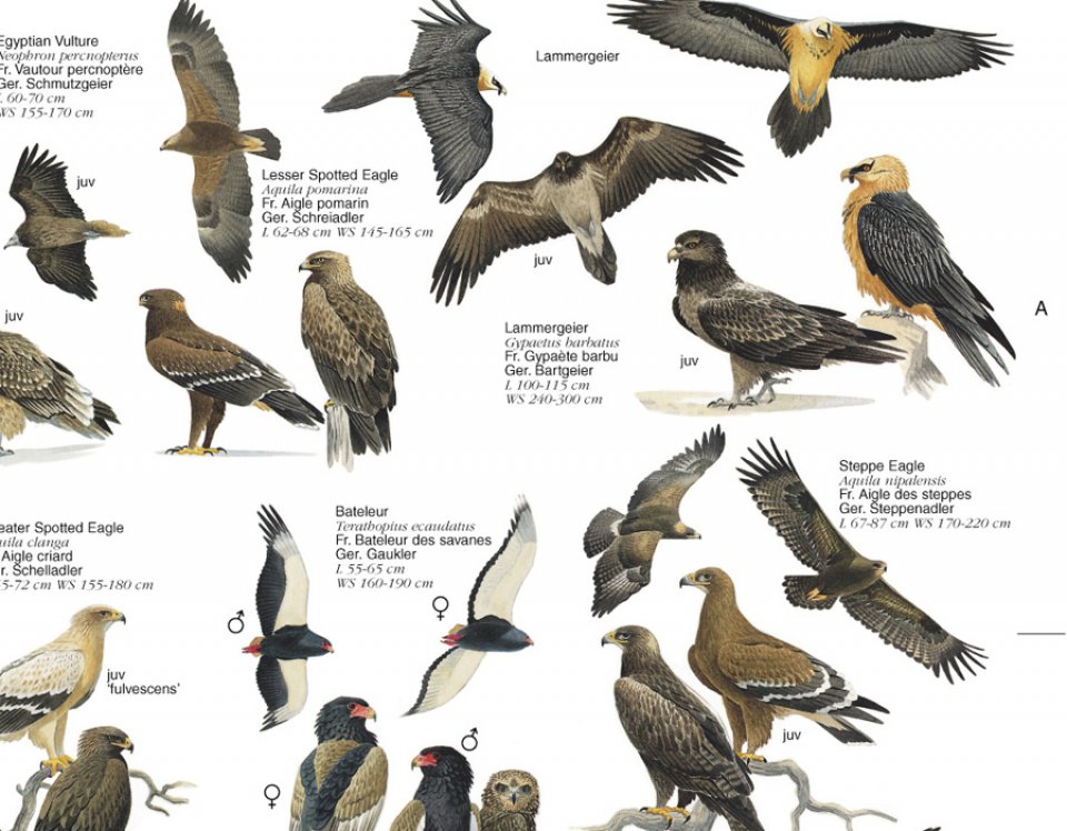 rdr2 birds of prey list
