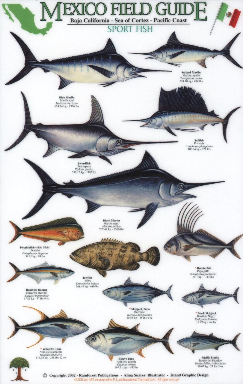 Mexico Field Guides Baja California Sea Of Cortez Pacific Coast Mexico Field Guides Baja California Sea Of Cortez Pacific Coast