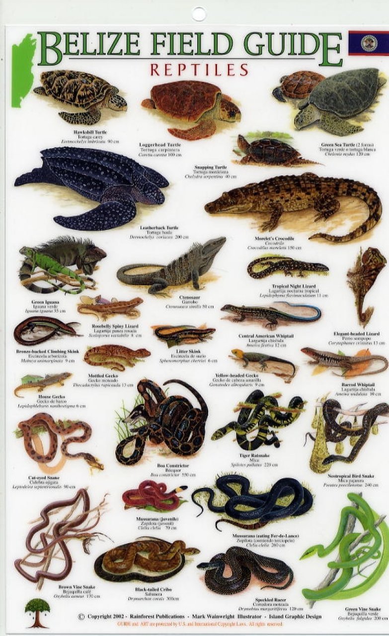 Belize Field Guides: Reptiles/Amphibians - 1888538279 9781888538274 ...