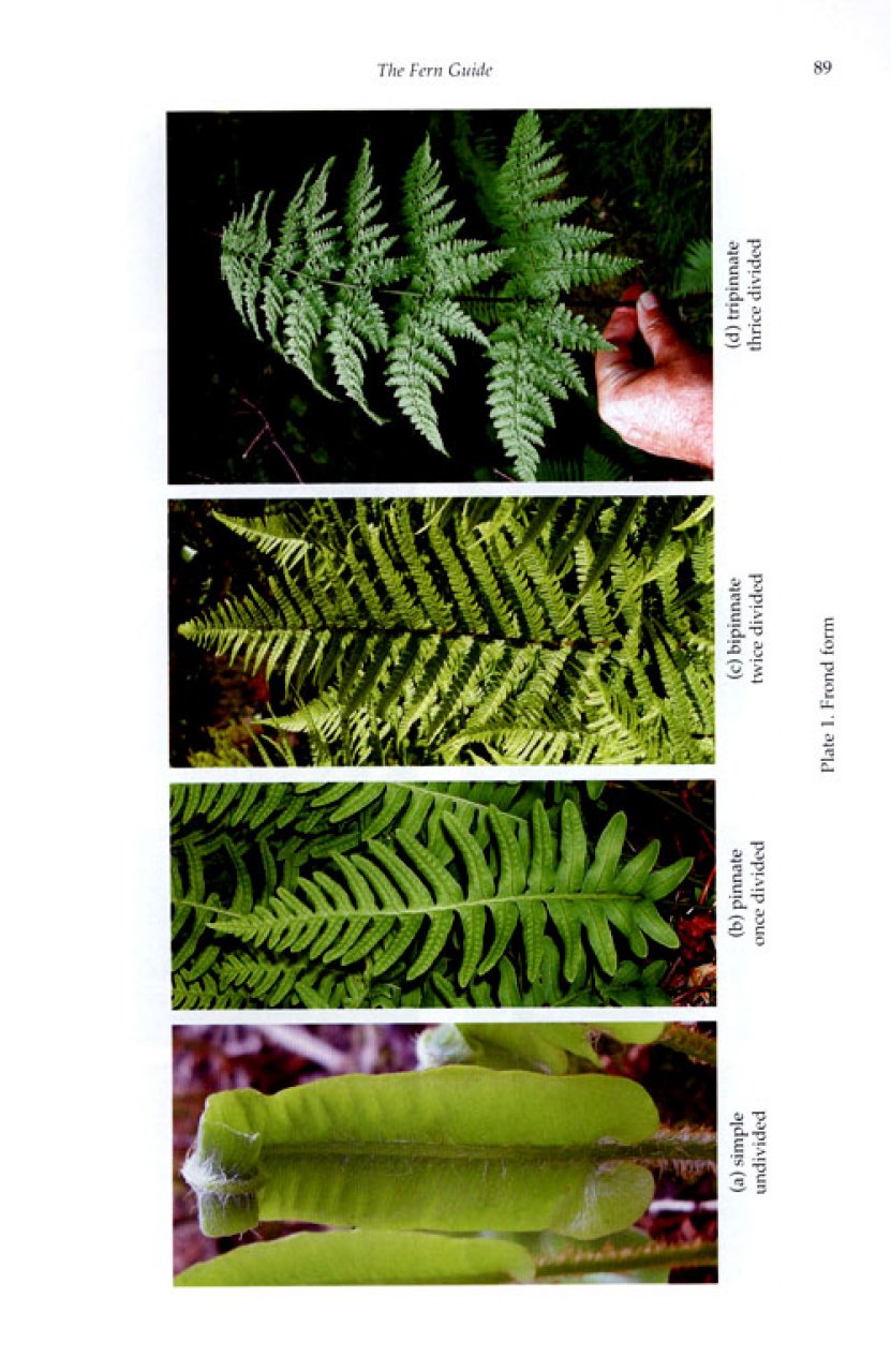 The Fern Guide James Merryweather and Michael Hill NHBS