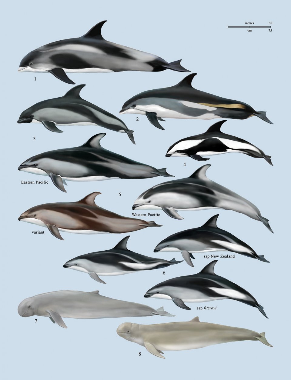 Handbook Of Marine Mammals Volume 6