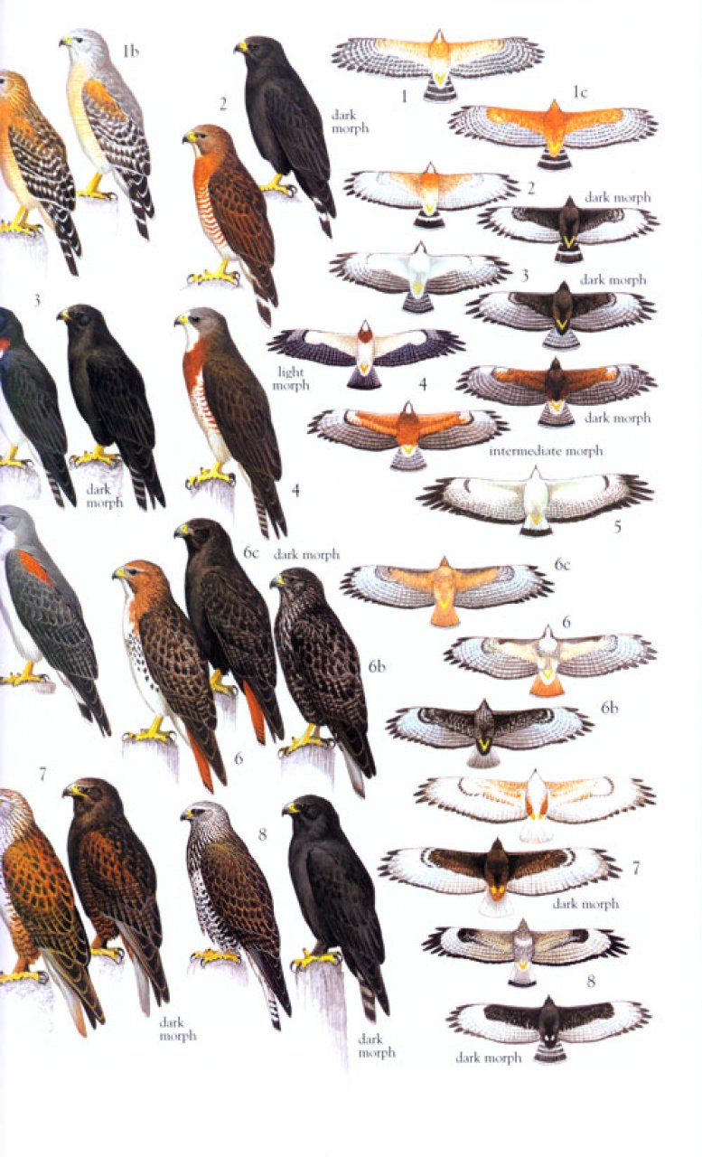 north american birds of prey list