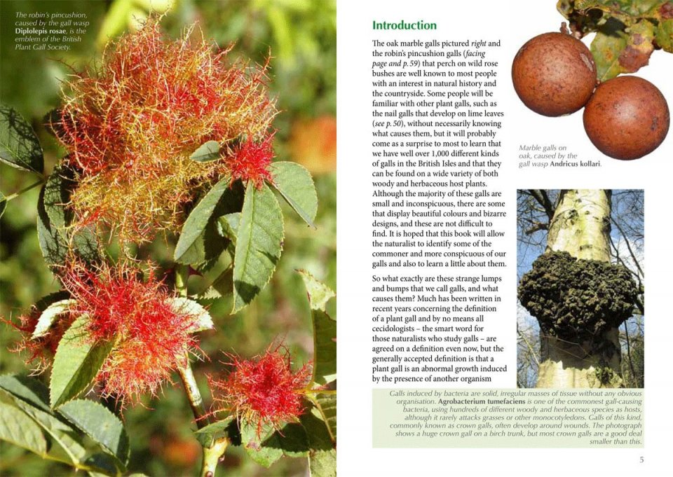 Britains Plant Galls A Photographic Guide Michael Chinery Nhbs