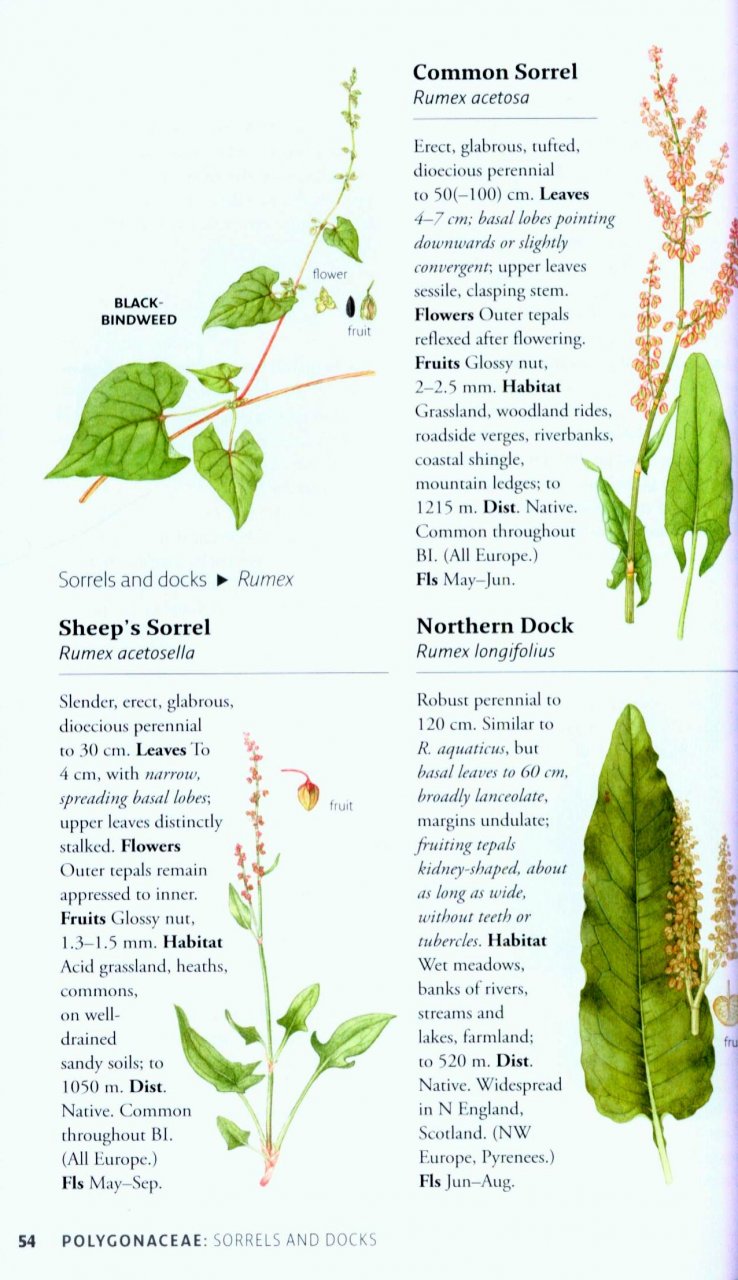 collins-british-common-wild-flower-guide-david-streeter-christina