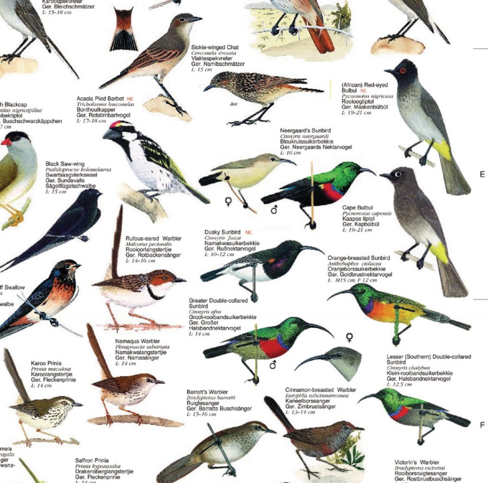 birds-endemic-to-southern-africa-poster-kenneth-b-newman-nhbs