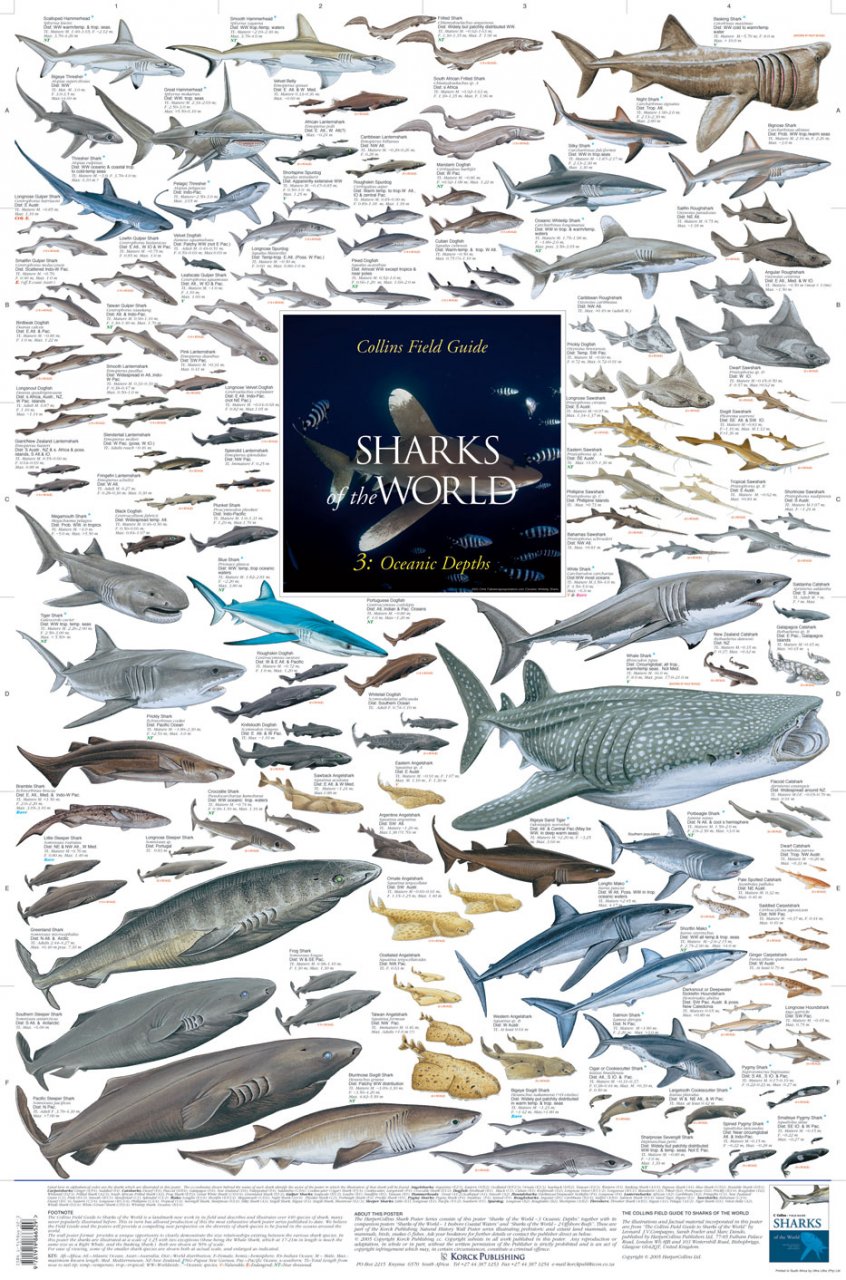 Sharks of the World, 3 Oceanic Depths Poster Marc Dando NHBS