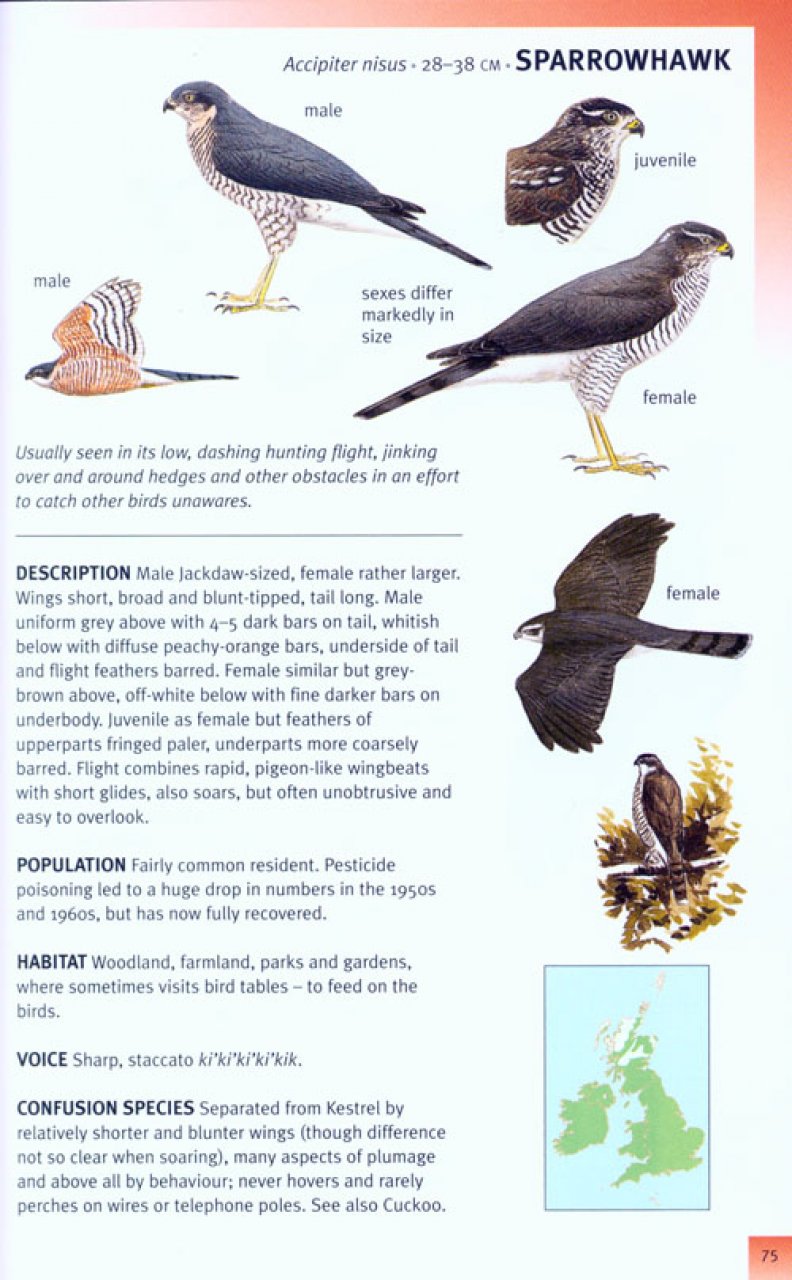 rspb pocket guide to british birds 1408174561 rspb pocket guide to british birds 1408174561