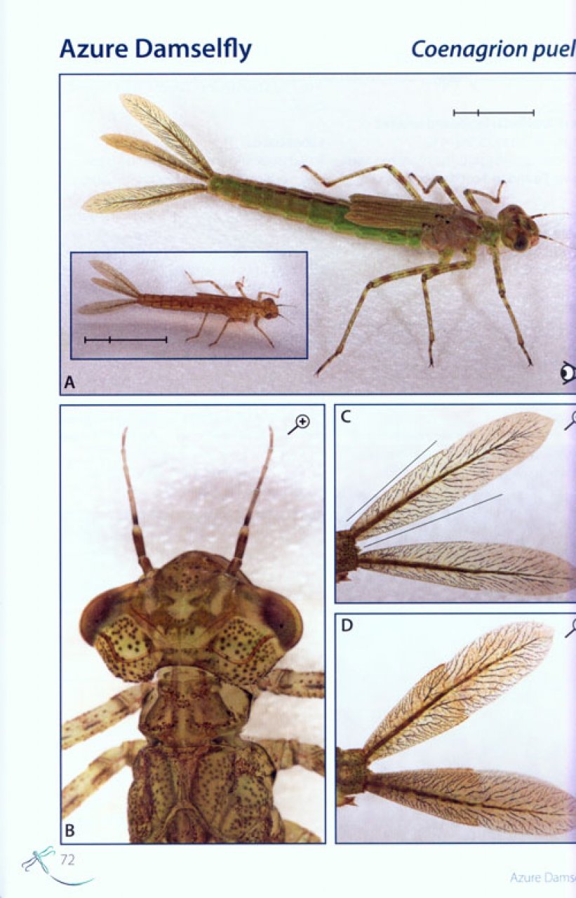 Field Guide To The Larvae And Exuviae Of British Dragonflies: Steve ...