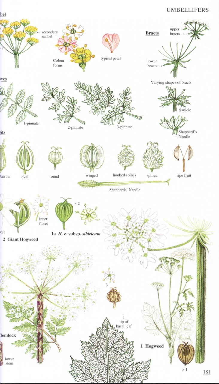 Wild Flowers of Britain and Ireland 1408179504 9781408179505 NHBS