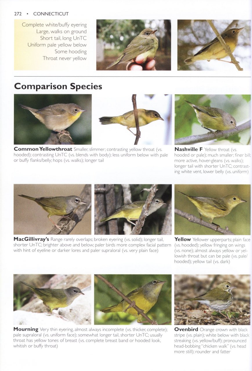 The Warbler Guide Tom Stephenson, Scott Whittle, Catherine Hamilton NHBS