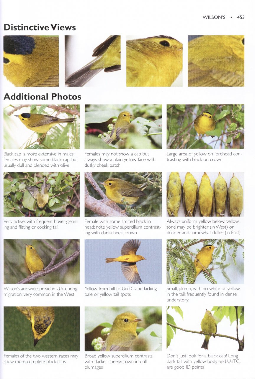 The Warbler Guide Tom Stephenson, Scott Whittle, Catherine Hamilton NHBS