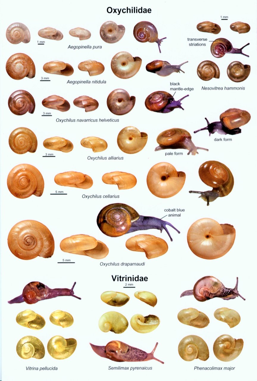 An Illustrated Guide to the Land Snails of the British Isles