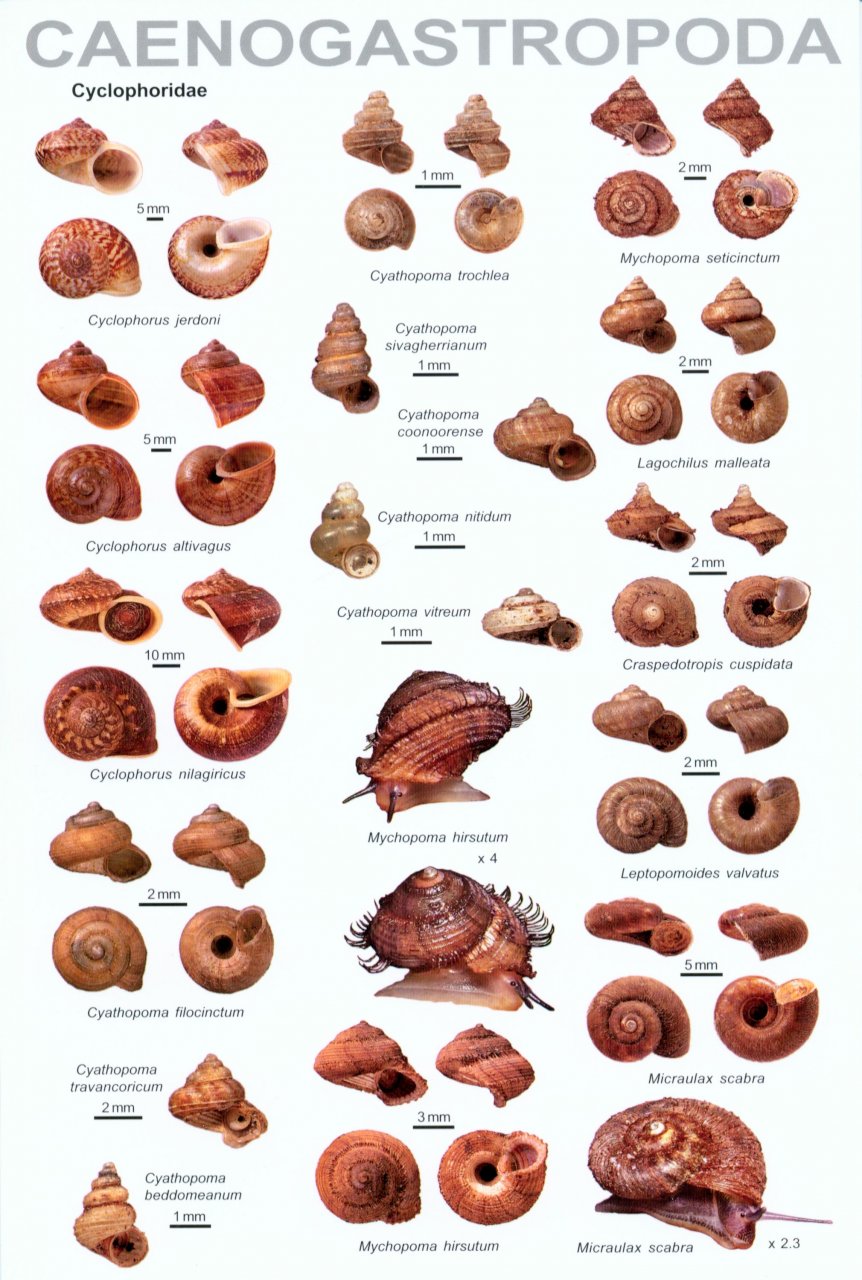 An Illustrated Guide to the Land Snails of the Western Ghats of India