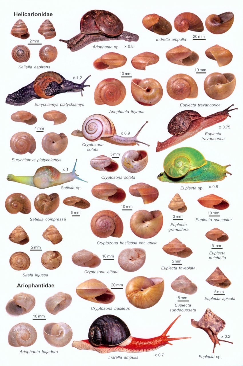 An Illustrated Guide to the Land Snails of the Western Ghats of India