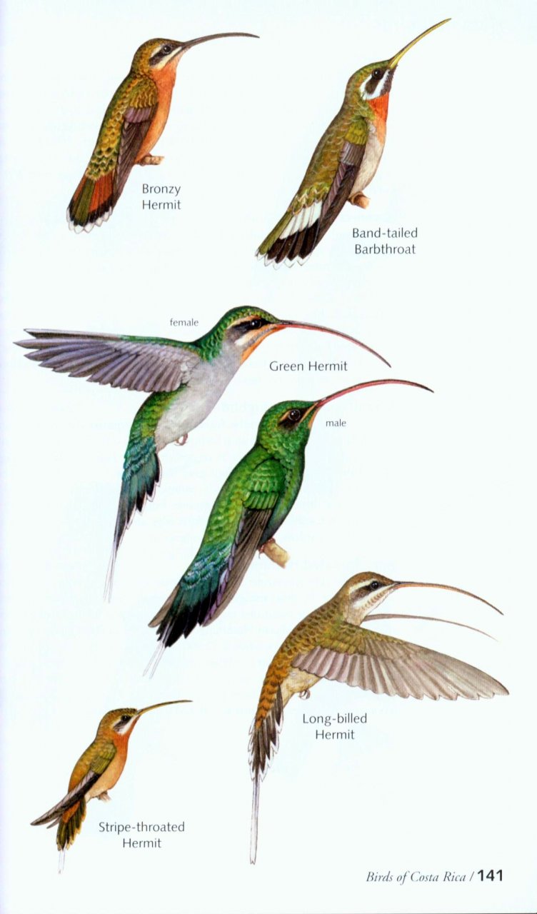 Birds of Costa Rica: Richard Garrigues, Robert Dean: NHBS