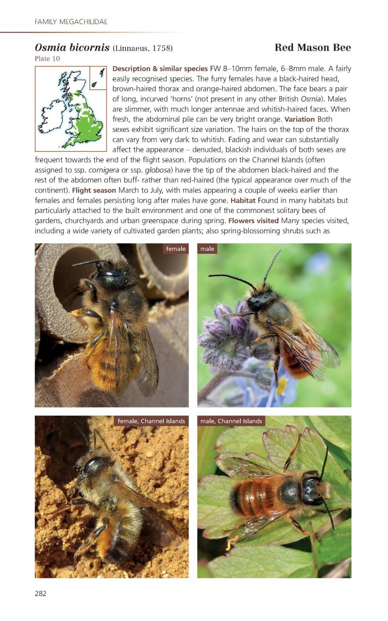 Field Guide To The Bees Of Great Britain And Ireland Steven Falk