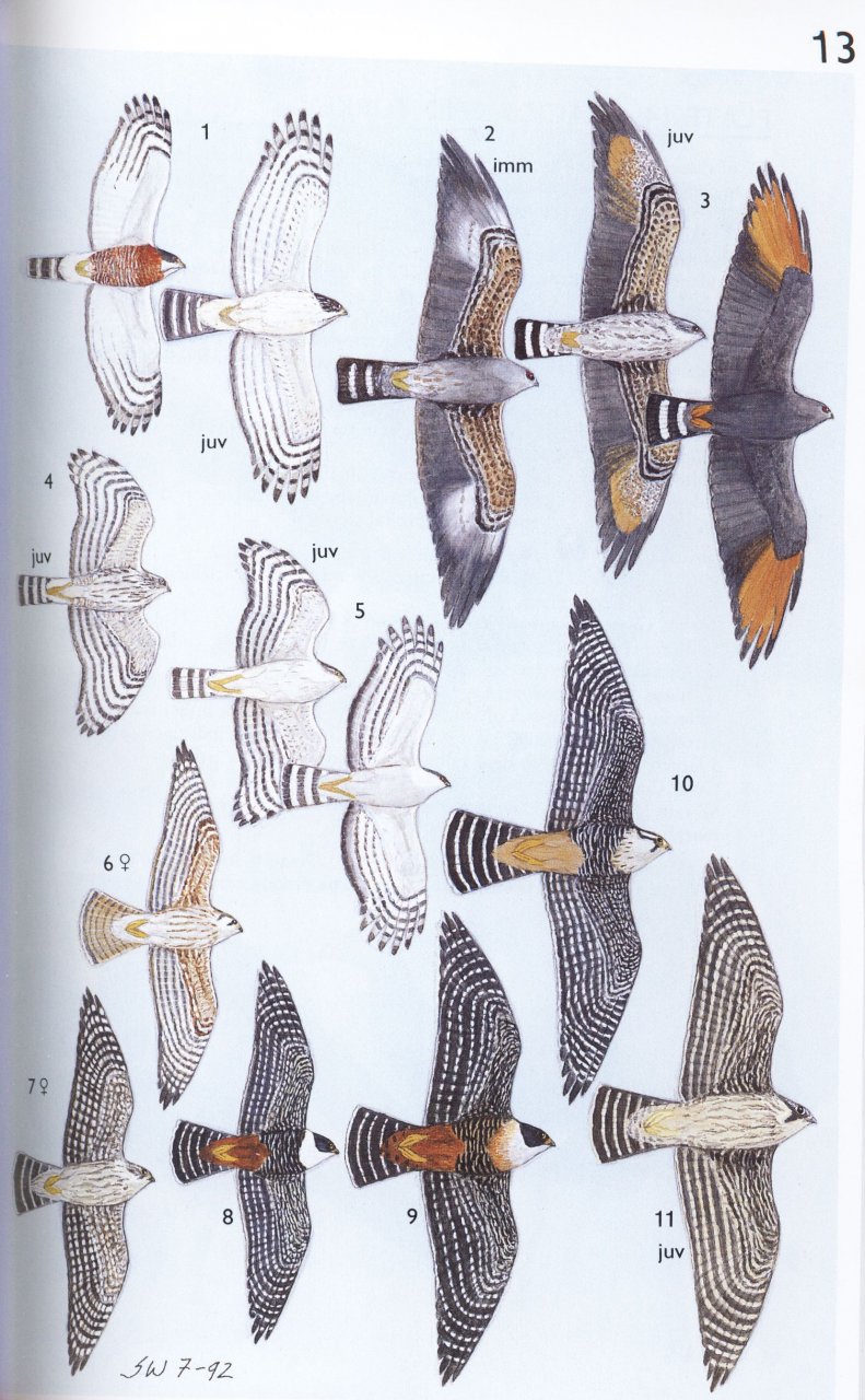 A Guide to the Birds of Mexico and Northern Central America Steve NG Howell, Sophie Webb NHBS