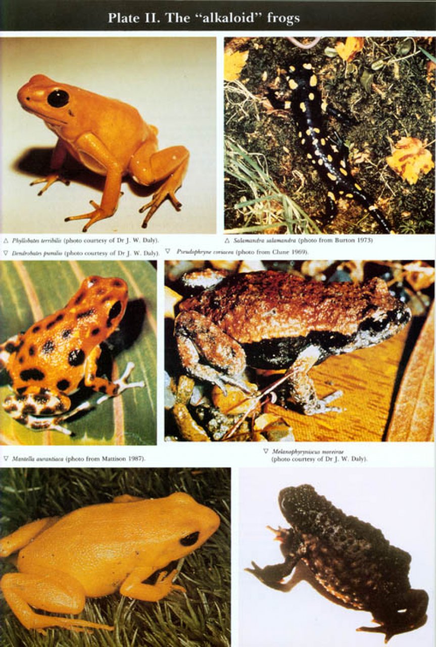 Biology Of Amphibians Pdf