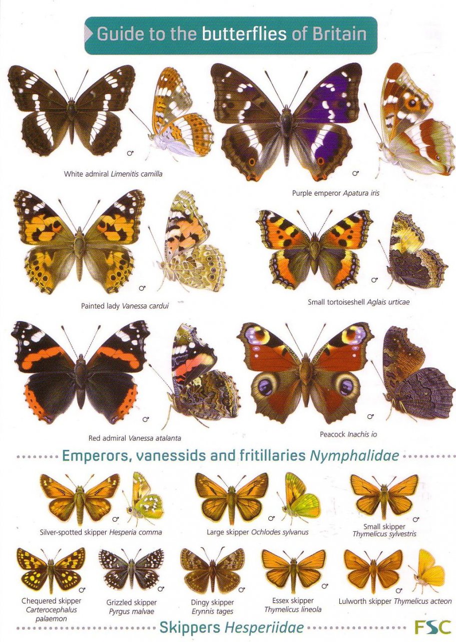 British Butterflies List