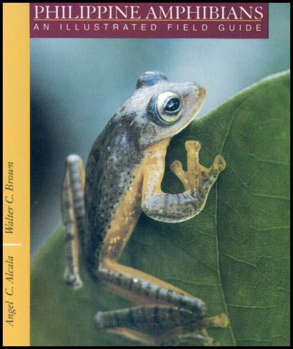 Philippine Amphibians An Illustrated Field Guide Angel Alcala and