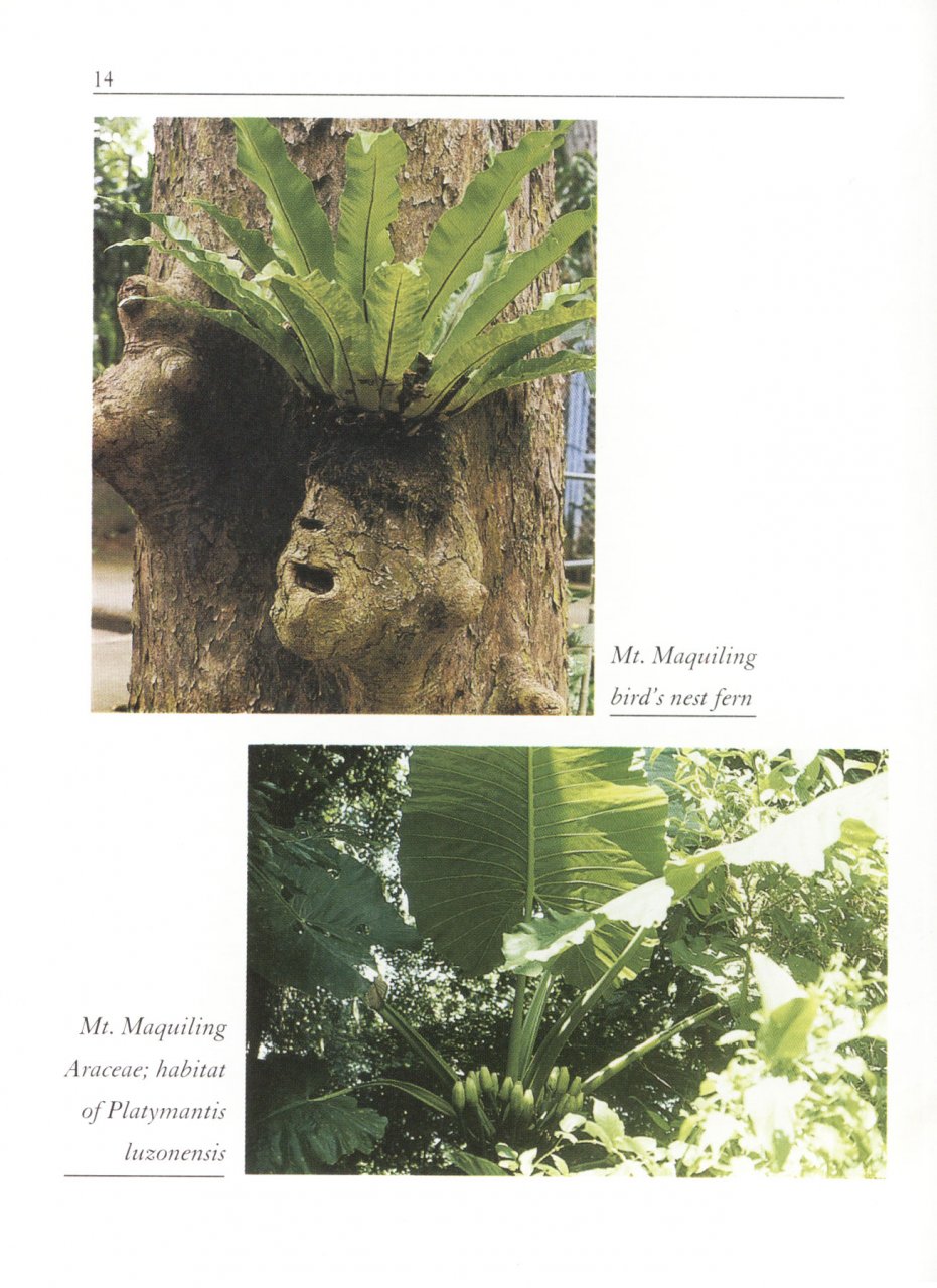 Philippine Amphibians An Illustrated Field Guide Angel Alcala and