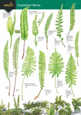 Key to Common Ferns - 1851532900 9781851532902: NHBS: James Merryweather