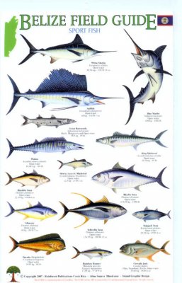 Belize Field Guides Sport Fish Alina Su 225 Rez Nhbs