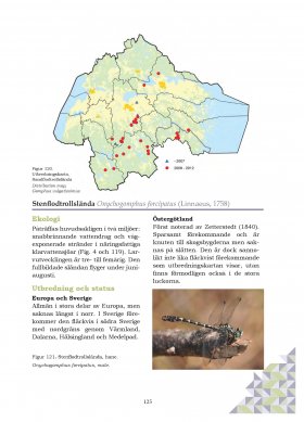 Onychogomphus foripatus description and distribution map from Östergötlands Trollsländor [Dragonflies in Östergötland]