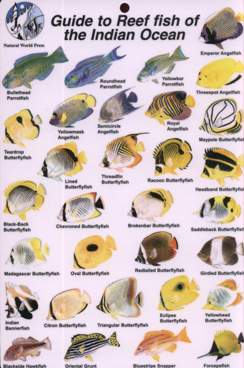 Guide to Reef Fish of the Indian Ocean: Rod MacPherson: NHBS