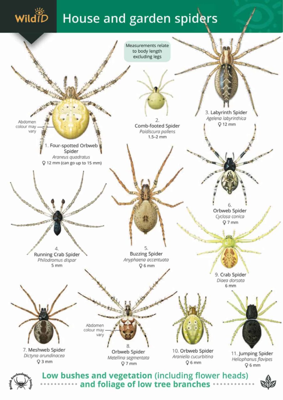 A Guide to House and Garden Spiders - 1851538798 9781851538799: NHBS ...