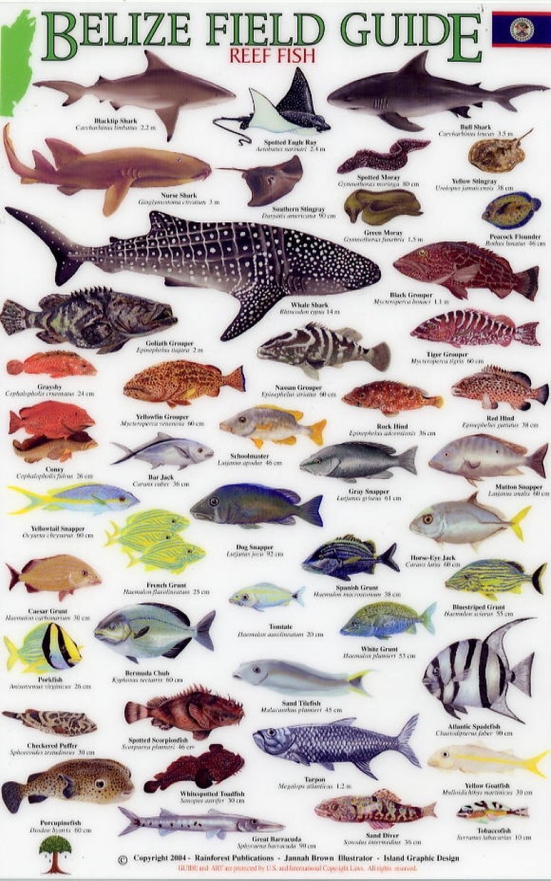 Belize Field Guides: Reef Fish: Jannah Brown: NHBS