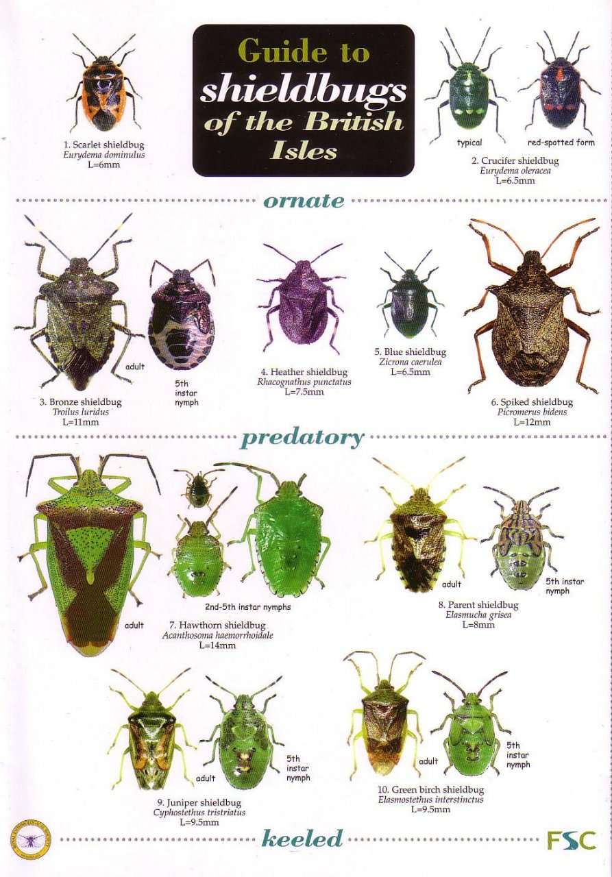 Guide to Shieldbugs of the British Isles: Bernard Nau: NHBS