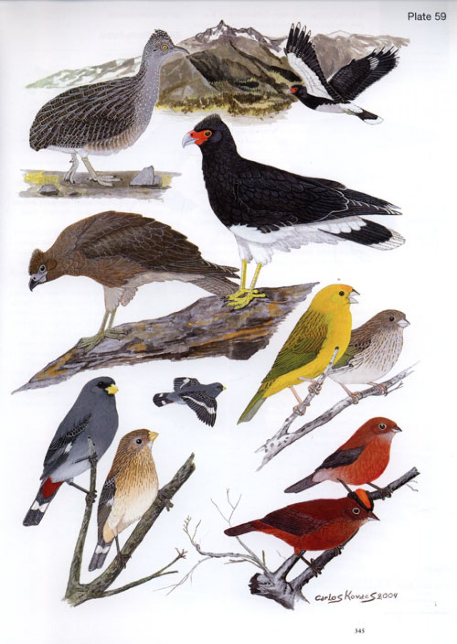 Illustrated Handbook of the Birds of Patagonia: Argentine Antarctica ...