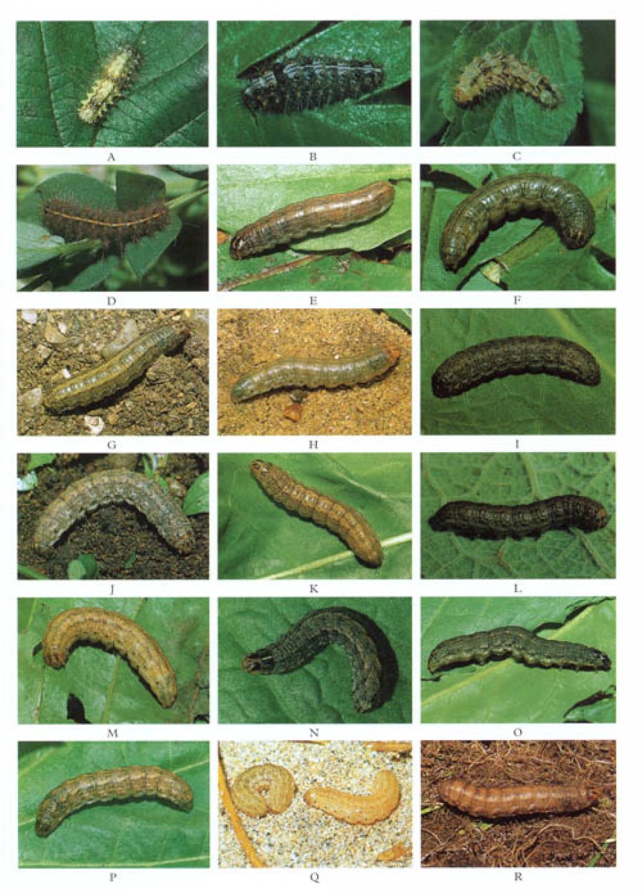Brown Caterpillar Identification Chart