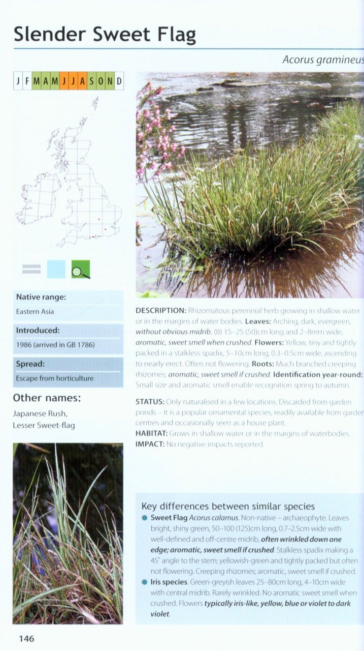 Field Guide To Invasive Plants Amp Animals In Britain Olaf