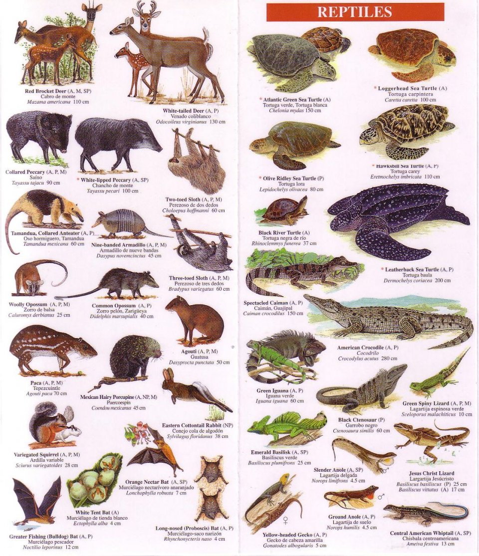 Costa Rica Wildlife Guide: Mammals, Birds, Reptiles, Amphibians ...