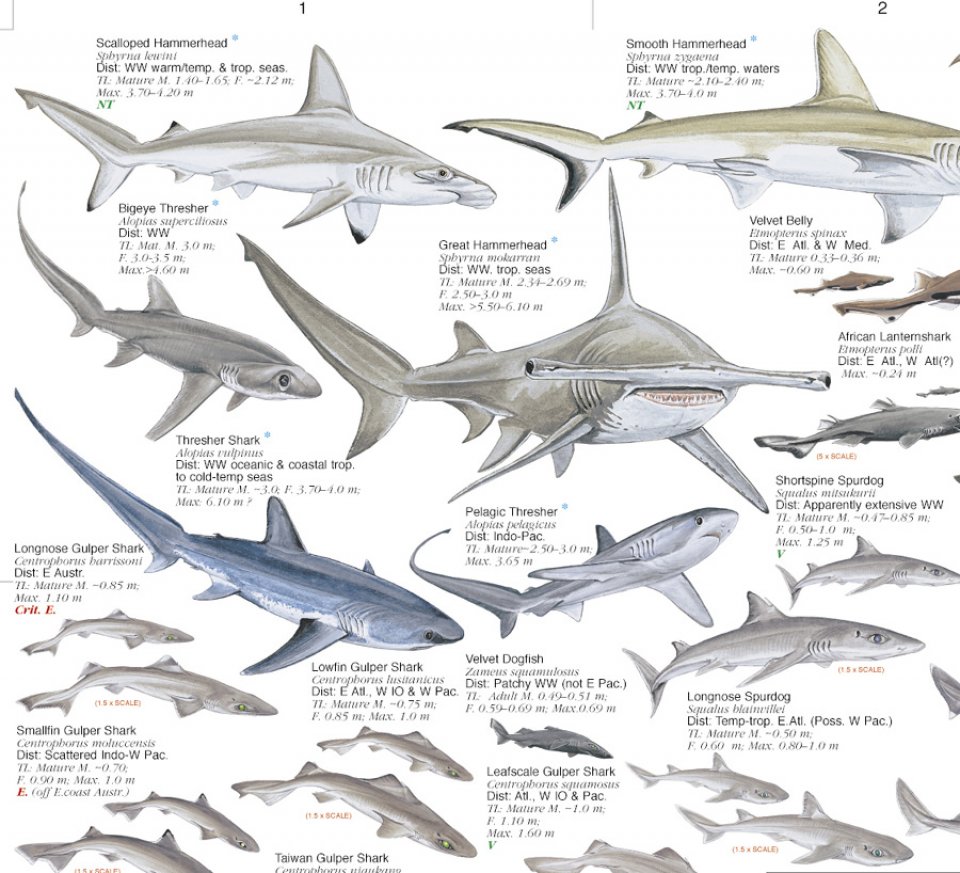 Sharks of the World, 3: Oceanic Depths - Poster: Marc Dando: NHBS