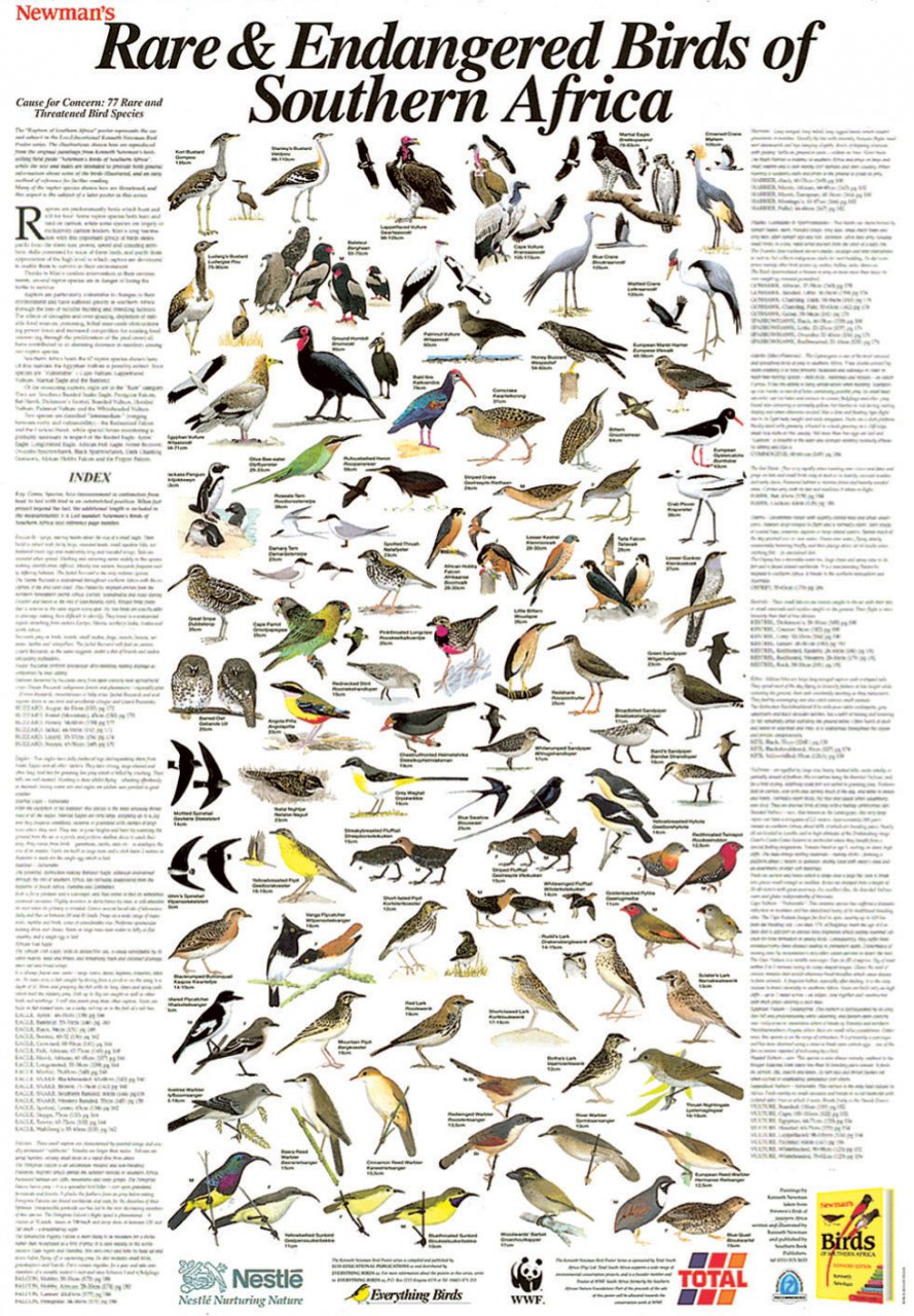 Newman's Rare and Endangered Birds of Southern Africa - Poster ...