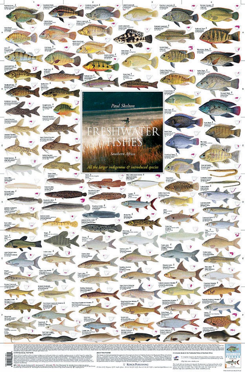 Freshwater Fishes, Southern Africa - Poster: All the Larger Indigenous ...