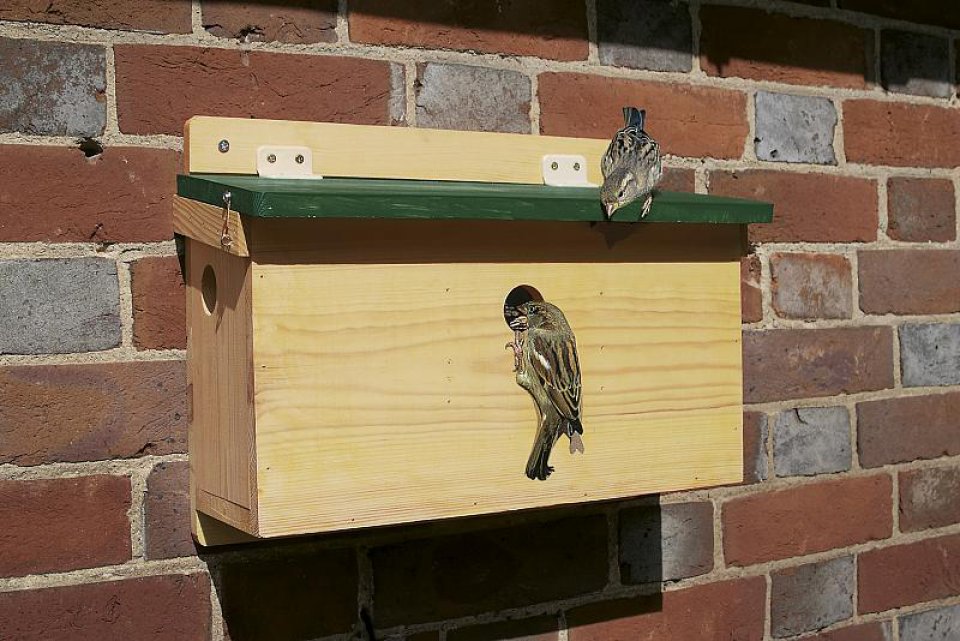 House Sparrow Terrace FSC Nest Box: NHBS