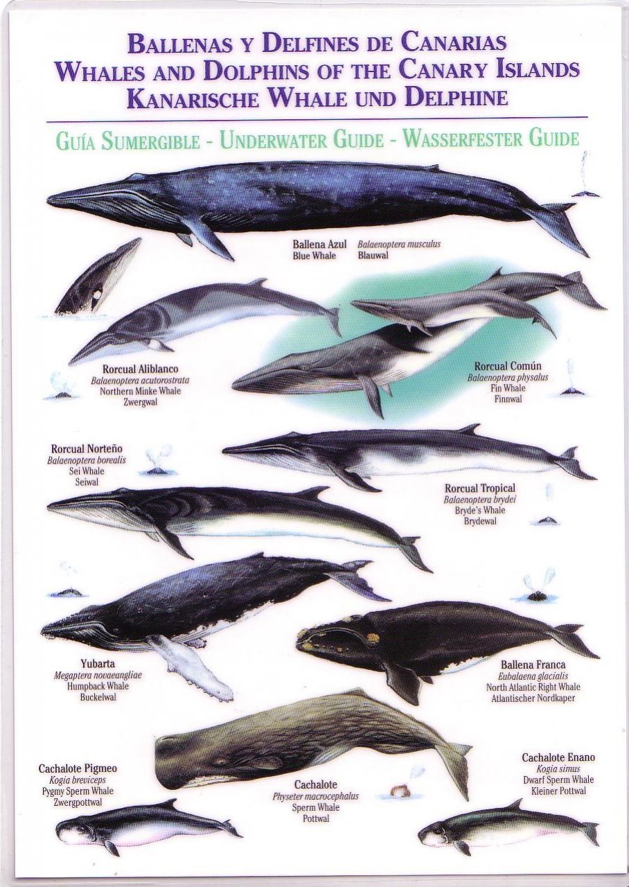 Whales and Dolphins of the Canary Islands / Ballenas y Delfines de ...