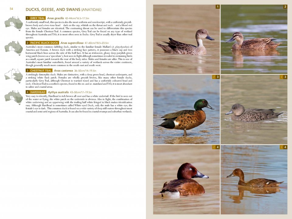 Birds of Australia: A Photographic Guide - 0691157278 9780691157276 ...