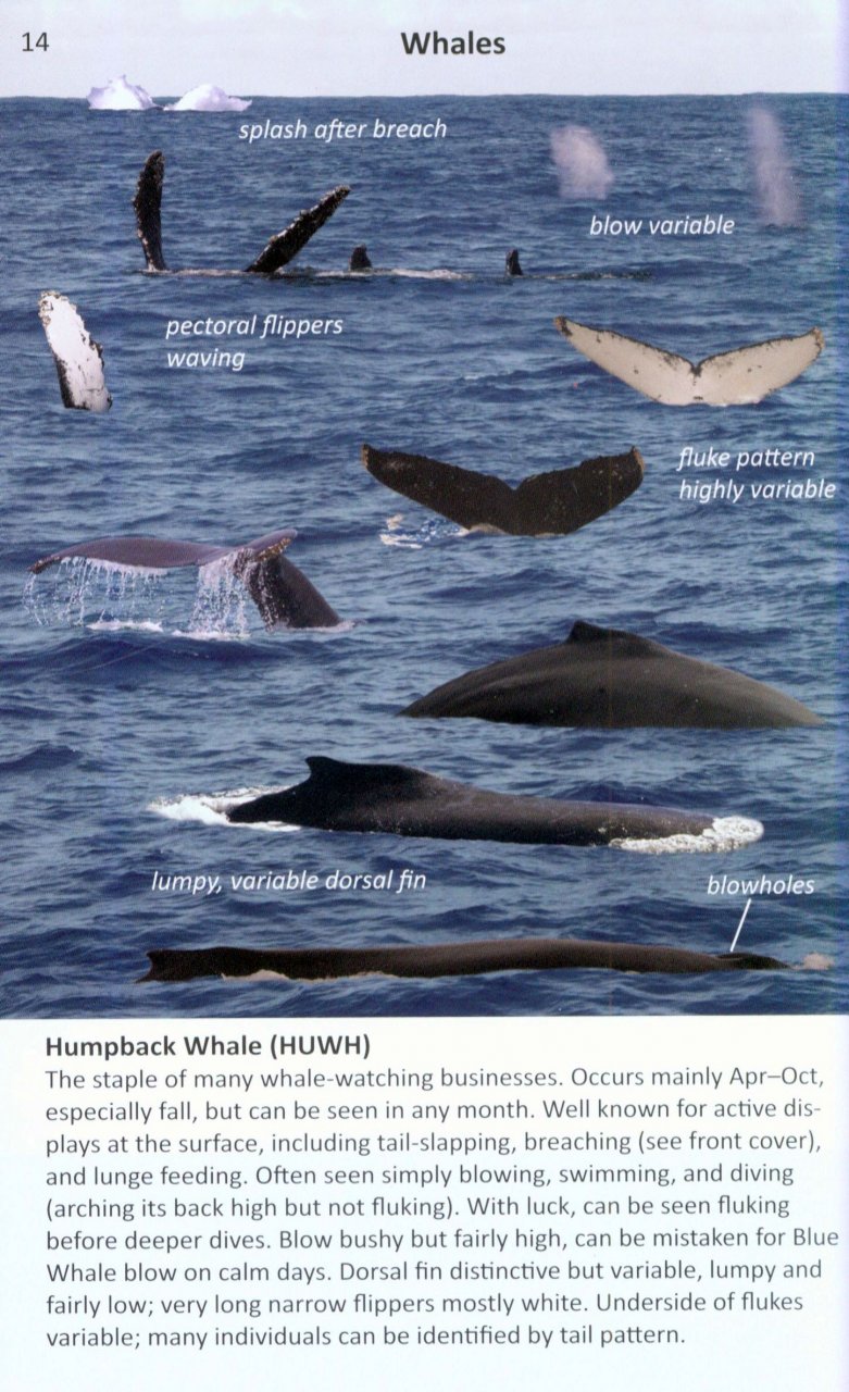 Offshore Sea Life Id Guide West Coast Steve Ng Howell