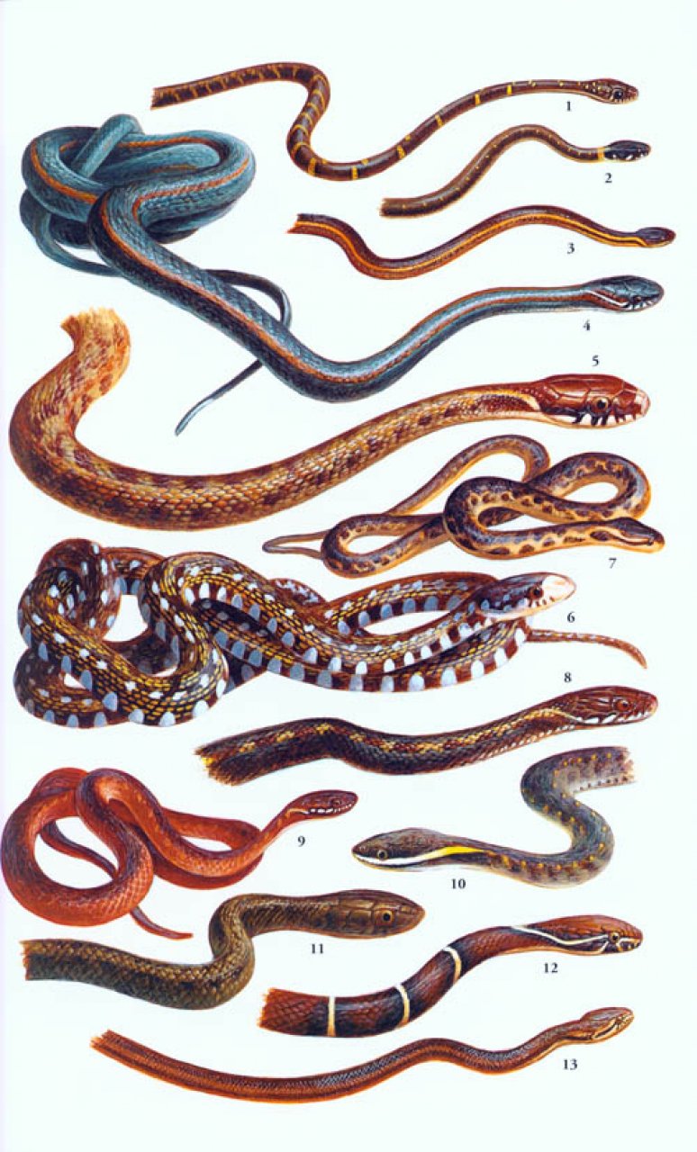 A Field Guide to the Reptiles of South-East Asia: Indraneil Das: NHBS