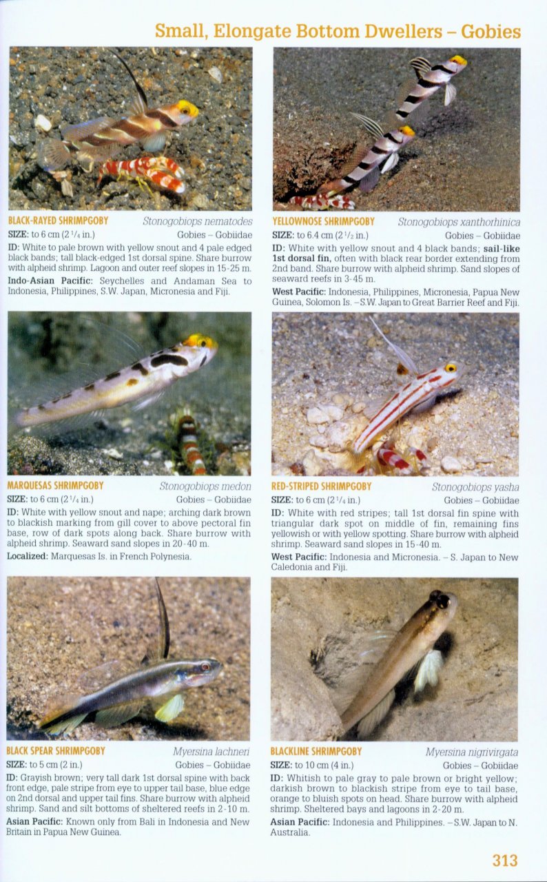 Reef Fish Identification Tropical Pacific Gerald R Allen, Roger C