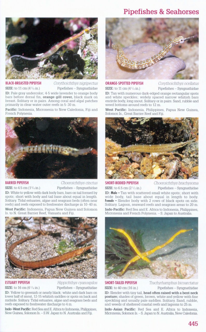 Reef Fish Identification Tropical Pacific Gerald R Allen, Roger C