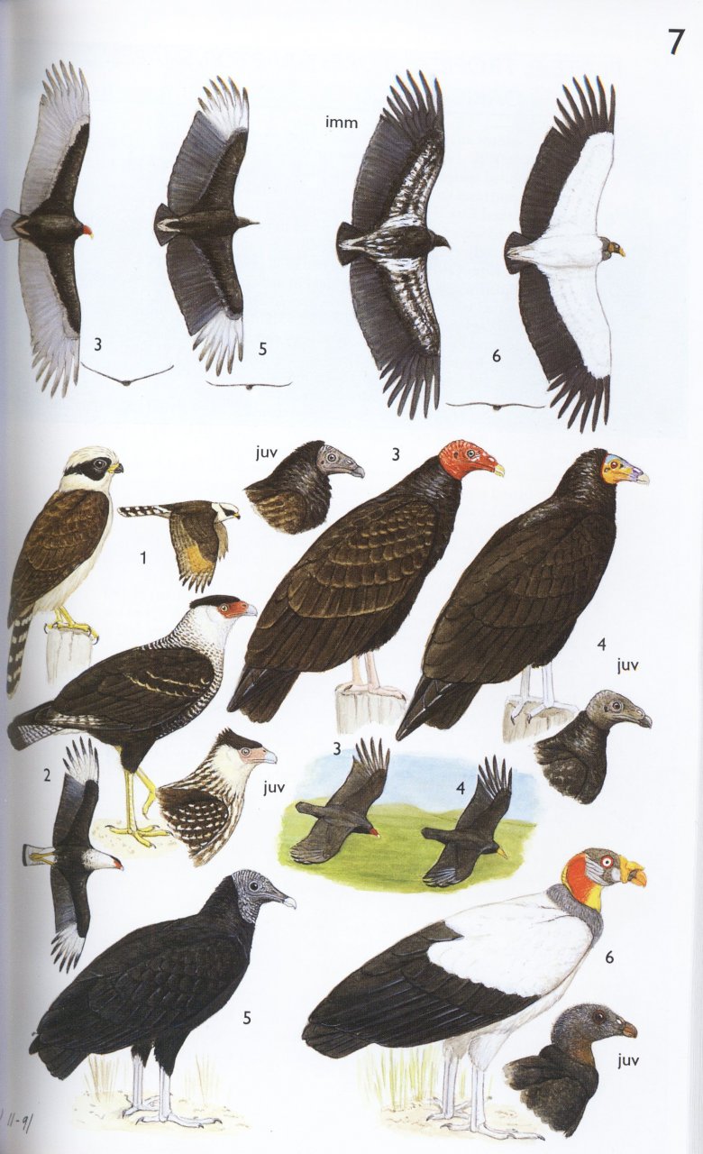 A Guide to the Birds of Mexico and Northern Central America: Steve NG ...